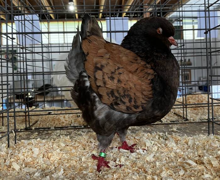 show-pigeon-breed